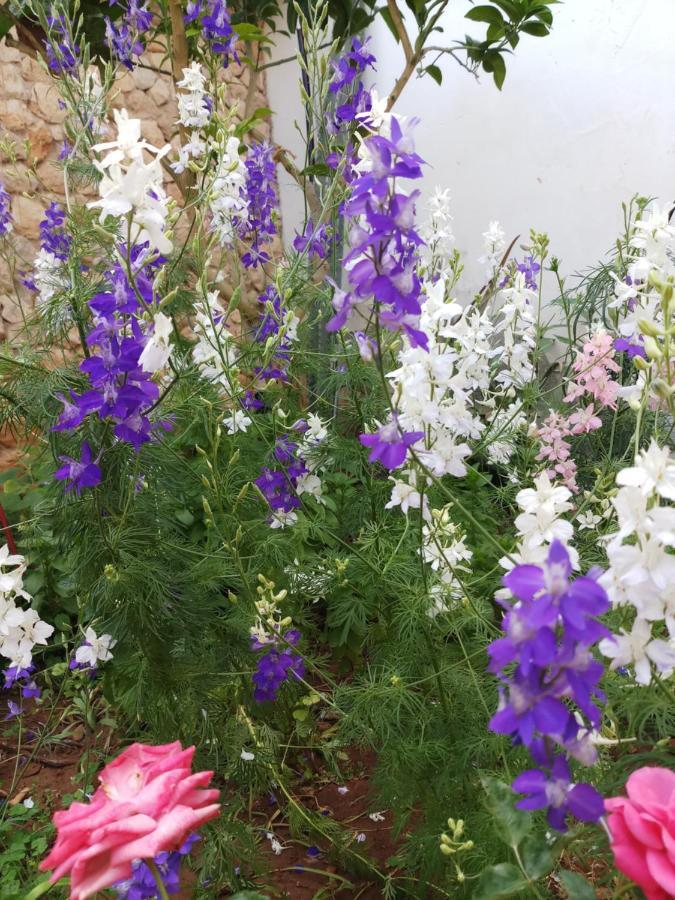 Mystery Garden Guest House Famagusta  Exteriör bild