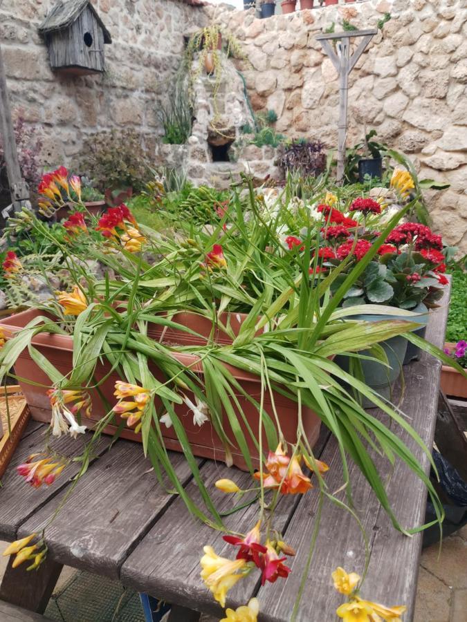 Mystery Garden Guest House Famagusta  Exteriör bild
